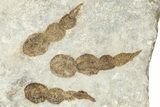 Dinosaur (Grallator) Track - Negative Impression #366842-1
